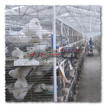 مشروع تربية الحمام البلدي