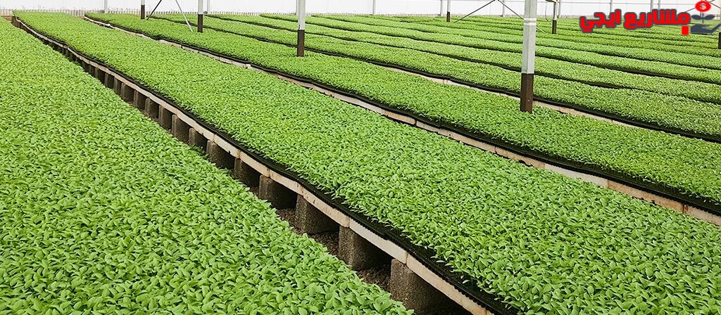 مشروع مشتل زراعي لإنتاج الشتلات