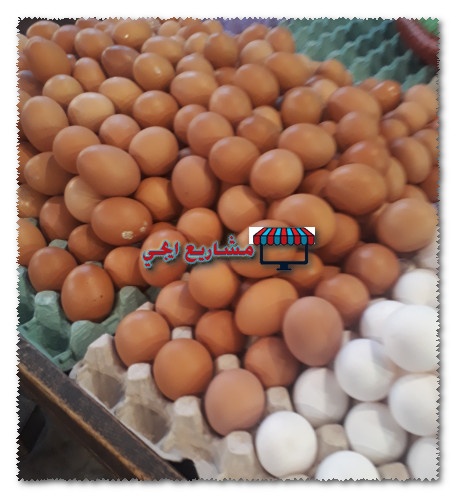 دراسة جدوى مشروع تجارة البيض