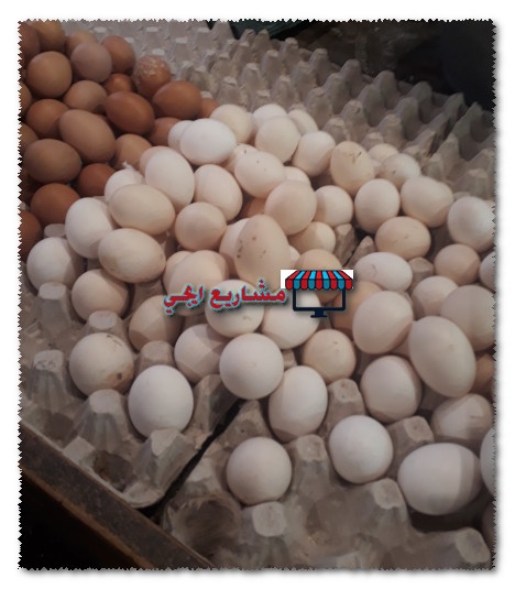 اسرار تجارة البيض