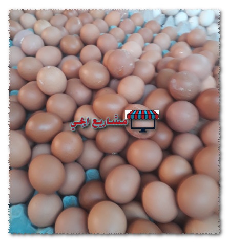 مشروع توزيع البيض على المحلات