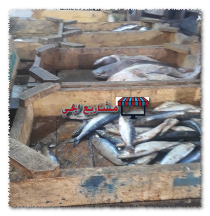 مشروع محل سمك براس مال صغير