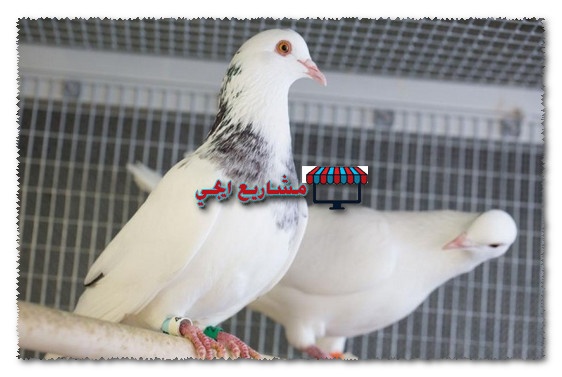 مشروع تربية الحمام فى البيت