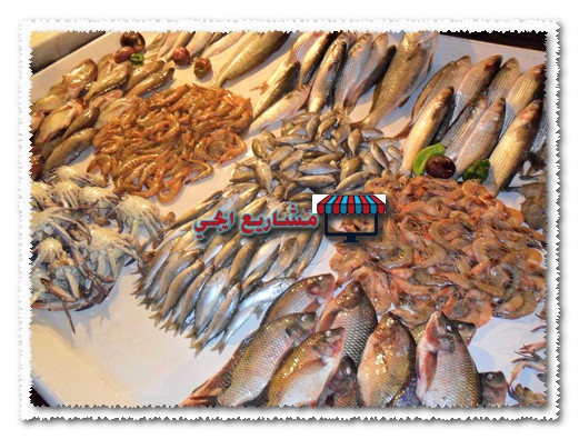 مشروع محل سمك في مصر