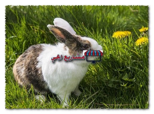 دراسة جدوى مشروع تربية الارانب بالتفصيل