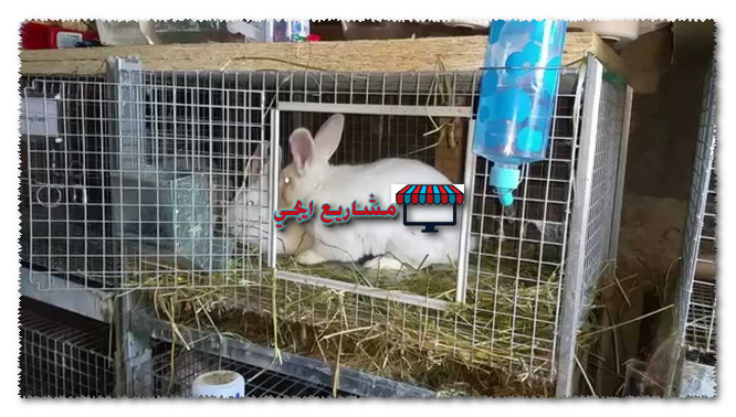 مشروع تربية الارانب للمبتدئين