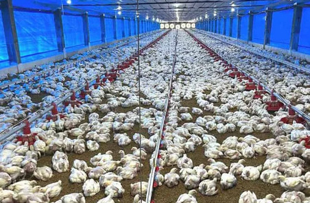 مشروع تربية الدواجن