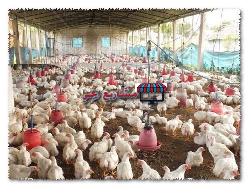 مشروع تربية الدواجن