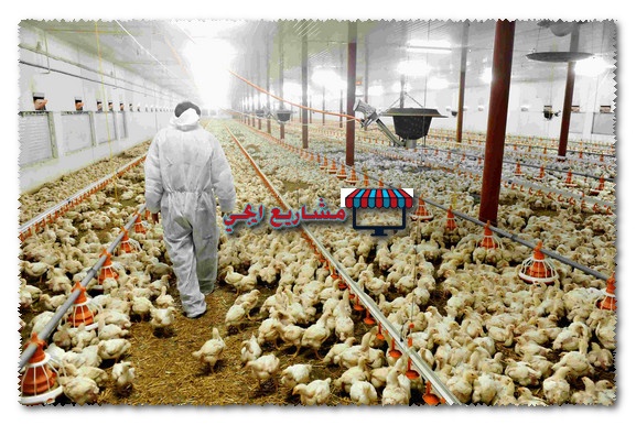 اساسيات تربية الدواجن