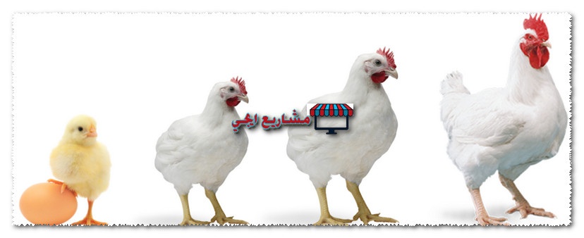 دراسة جدوى تربية الدجاج اللاحم