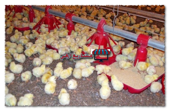ارباح مشروع تربية الدواجن