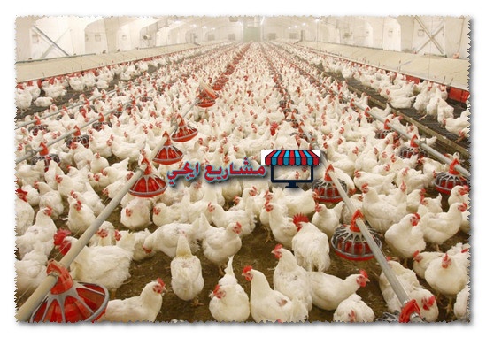 هل مشروع الفراخ البيضاء مربح