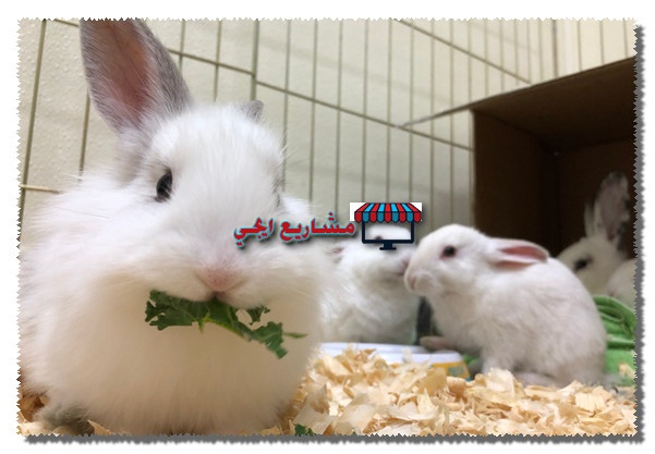 مشروع تربية الارانب