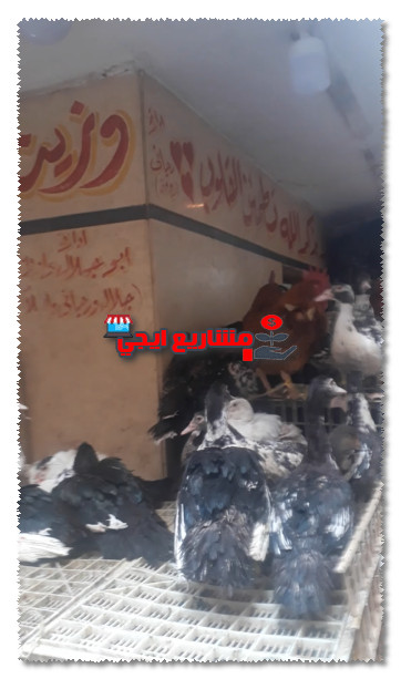دراسة جدوى مشروع محل فراخ فى مصر