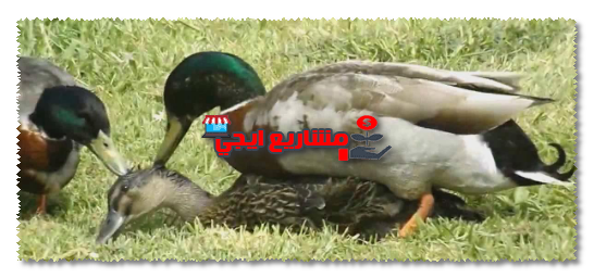 تربية البط وأهميته