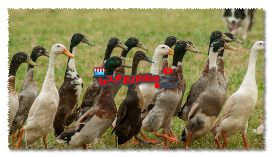 تربية صغار البط