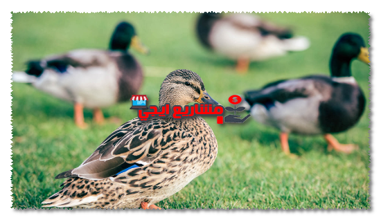 متطلبات مشروع تربية البط