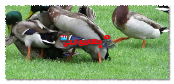 نصائح عند تربية البط