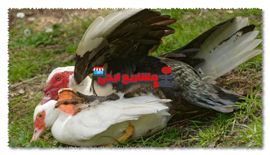 هل مشروع تربية البط مربح ؟