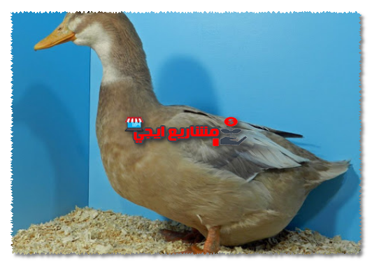 أفضل خلطة لتسمين البط البلدي