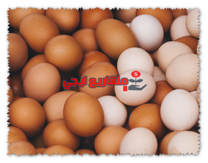 مشروع انتاج البيض