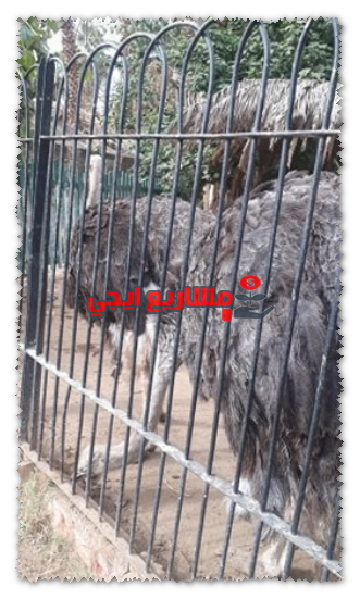 مشروع انتاج لحوم النعام