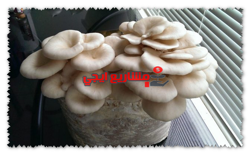 كيفية زراعة عيش الغراب فى المنزل