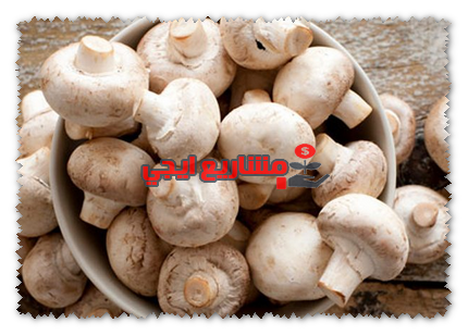 دراسة جدوى مشروع عيش الغراب pdf