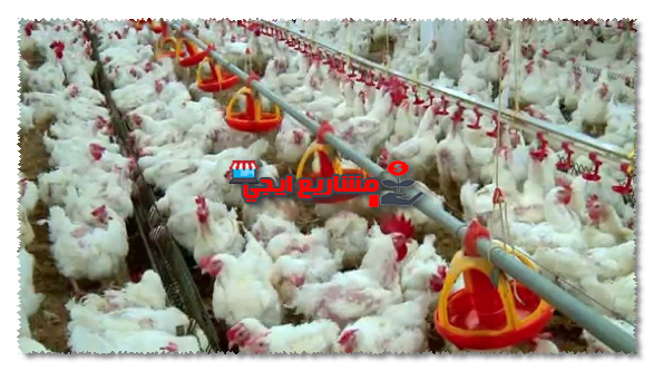 تكاليف مشروع مزرعة دواجن بيضاء