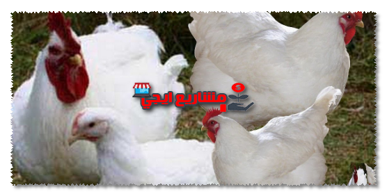 هل مشروع الفراخ البيضاء مربح ؟