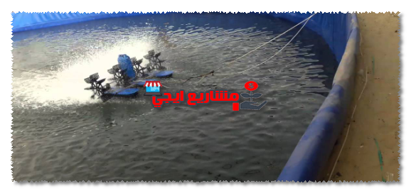 دراسة جدوى مزرعة الجمبري