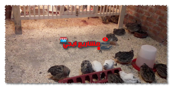تربية السمان في المنزل