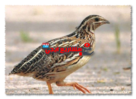 مشروع تربية السمان في السعوديةر
