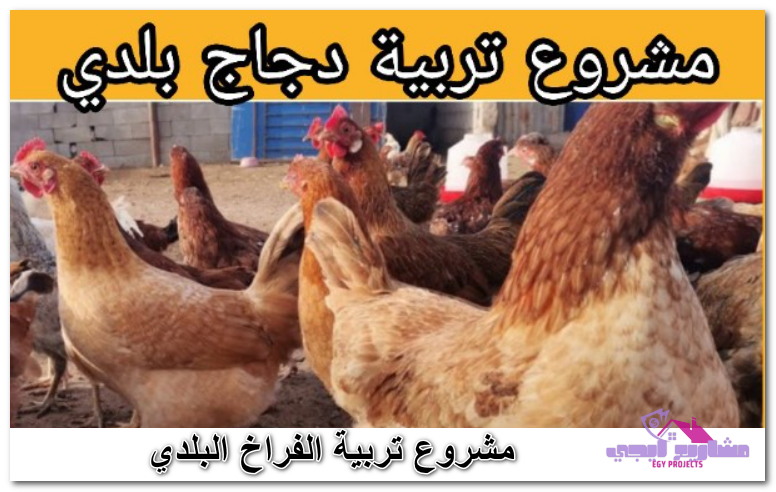 دراسة جدوى مشروع تربية الدجاج البلدي