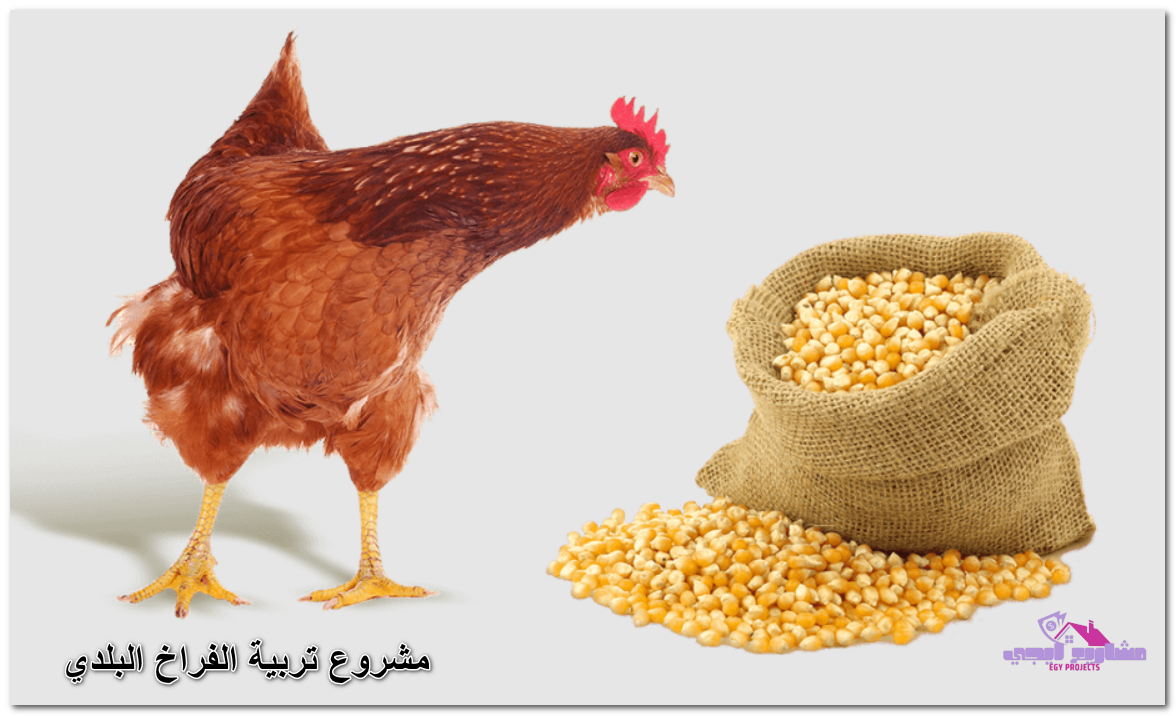 مشروع تربية الفراخ البلدي