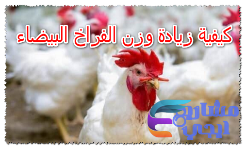 كيفية زيادة وزن الفراخ البيضاء