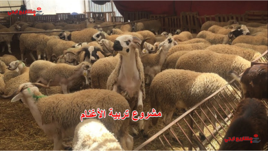 مشروع تربية الأغنام