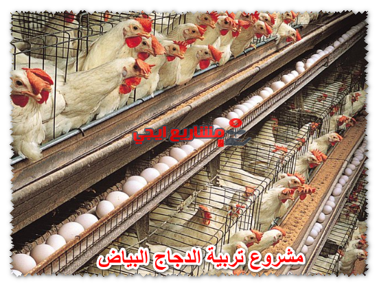 مشروع تربية الدجاج البياض