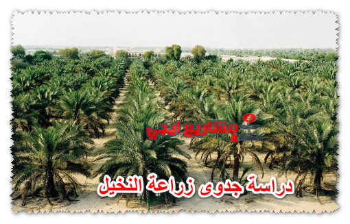 دراسة جدوى زراعة النخيل