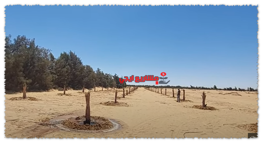 طريقة زراعة النخيل