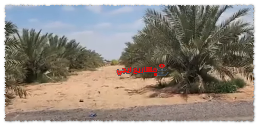 تكلفة مشروع زراعة النخيل