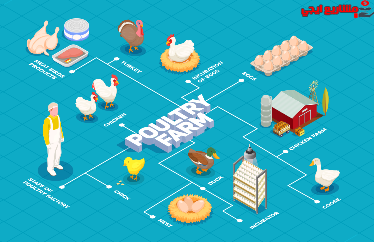 مشروع محل دواجن