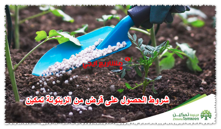 شروط الحصول على قرض من الزيتونة تمكين