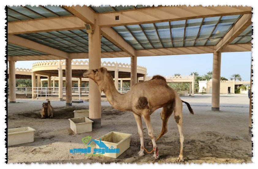 تربية الأبل