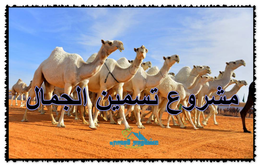 مشروع تسمين الجمال