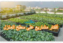 أفكار مشاريع على سطح المنزل
