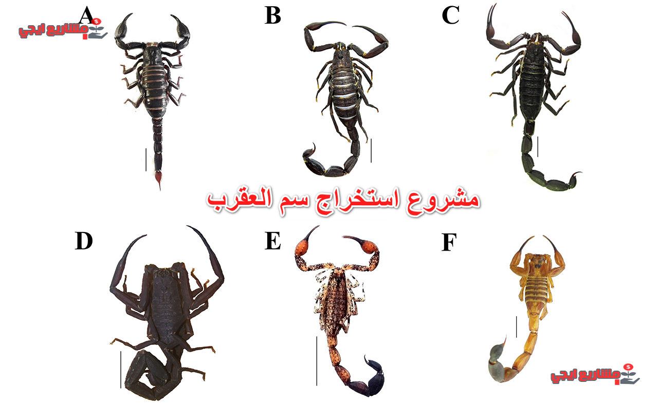 مشروع استخراج سم العقرب