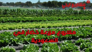 مشروع مزرعة خضار في السعودية