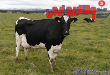 دراسة جدوي مشروع تربية الأبقار الحلوب